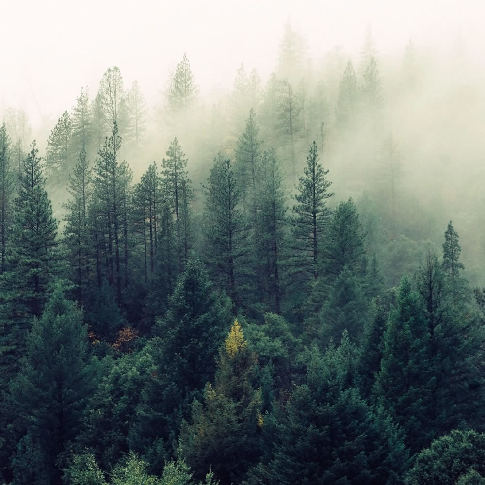 trees